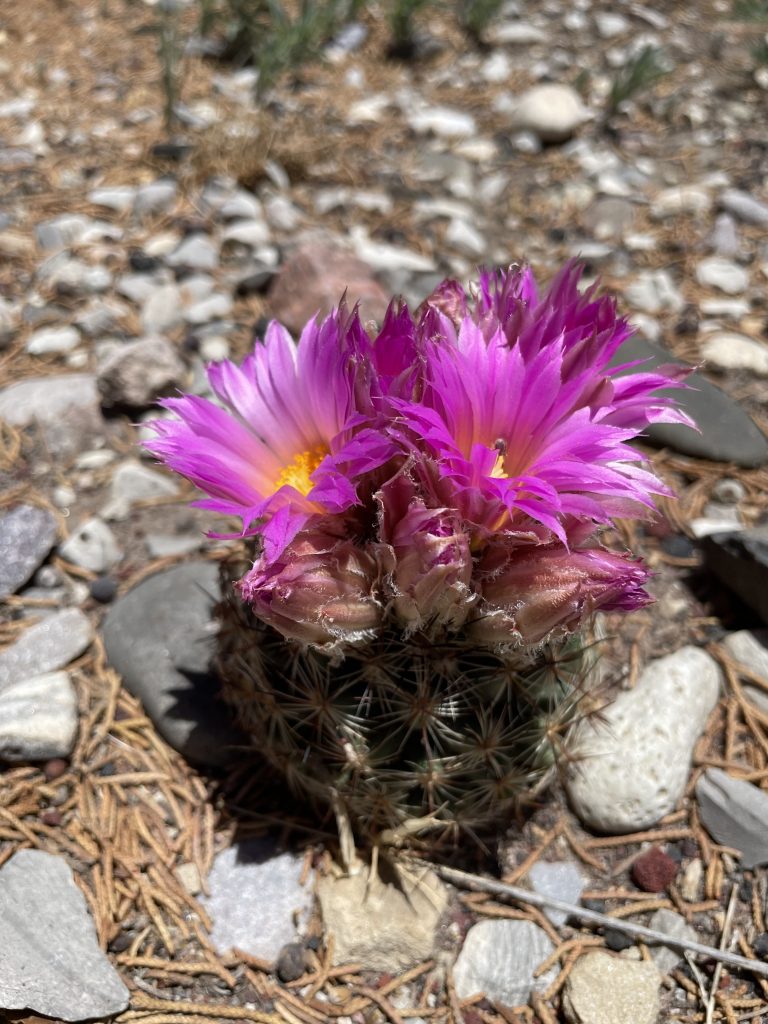 purple flower cactus